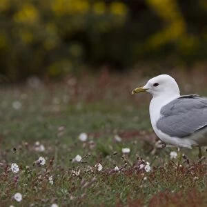 Common Gull in breeding plumage on Havergate Island Suffolk