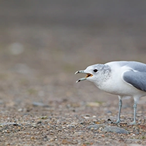 Common Gull (Larus canus) adult, winter plumage, calling, standing on shore, Suffolk, England, february