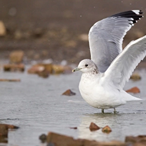 Common Gull (Larus canus) adult, winter plumage, flapping wings after bathing, Suffolk, England, february