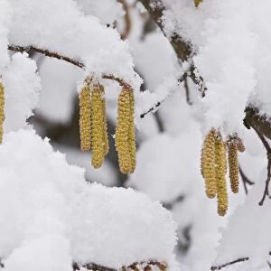 Common Hazel (Corylus avellana) close-up of catkins, covered with snow, Picos de Europa, Cantabrian Mountains, Spain