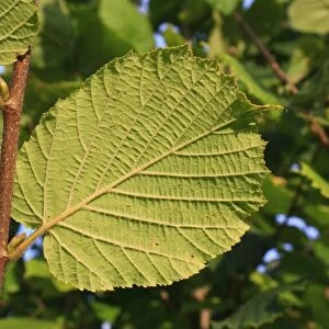 Common Hazel (Corylus avellana) close-up of leaf underside, growing in woodland, Vicarage Plantation, Mendlesham
