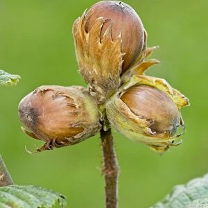 Common Hazel (Corylus avellana) close-up of nuts, Dorset, England, September