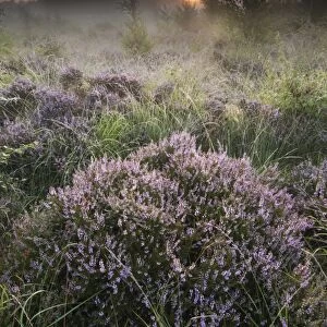 Common Heather (Calluna vulgaris) flowering, growing on misty lowland heathland habitat at sunrise
