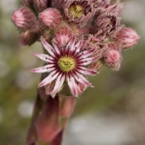 Common Houseleek (Sempervivum tectorum) flowering, Vercors, French Alps, France, August