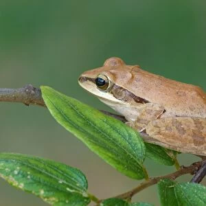Common Indian Treefrog (Polypedates maculatus) adult, resting on twig, Yala N. P. Sri Lanka, February
