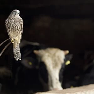 Common Kestrel (Falco tinnunculus) adult female, perched on pitchfork in old cattle barn, Sheffield, South Yorkshire, England, october (captive)