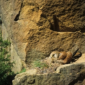 Common Kestrel (Falco tinnunculus) adult female, sitting on nest in cliff habitat, Yorkshire, England