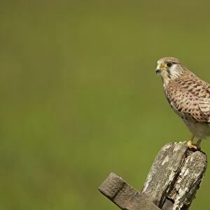 Common Kestrel (Falco tinnunculus) adult female, perched on old gate, Yorkshire, England, May