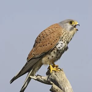 Common Kestrel (Falco tinnunculus) adult male, calling, perched on branch, Extremadura, Spain