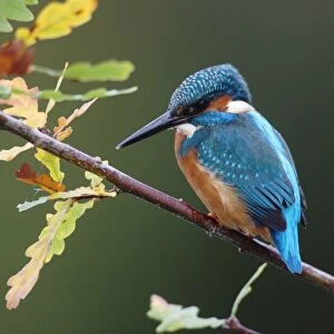 Common Kingfisher (Alcedo atthis) adult, perched on oak twig with autumn coloured leaves, Worcestershire, England, october