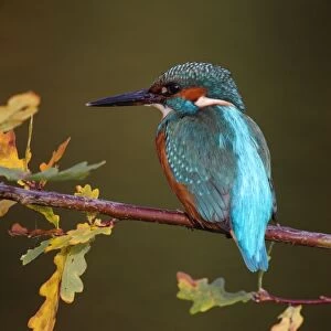 Common Kingfisher (Alcedo atthis) adult, perched on oak twig with autumn coloured leaves, Worcestershire, England, october