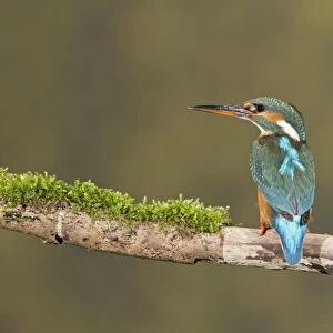 Common Kingfisher (Alcedo atthis) adult female, perched on mossy branch, Suffolk, England, May
