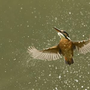 Common Kingfisher (Alcedo atthis) adult female, in flight, emerging from water after unsuccessful dive, England, May