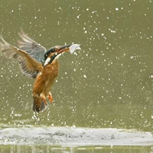 Common Kingfisher (Alcedo atthis) adult female, in flight, emerging from water with fish in beak after dive, England