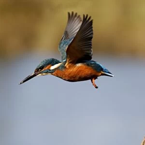 Common Kingfisher (Alcedo atthis) adult, in flight, taking off from post, Midlands, England, november