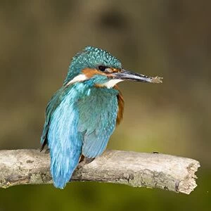 Common Kingfisher (Alcedo atthis) adult male, with muddy beak from nest building, Suffolk, England, may