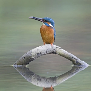 Common Kingfisher (Alcedo atthis) adult male, feeding, with Nine-spined Stickleback (Pungitius pungitius) prey in beak, perched on fallen branch with reflection, Suffolk, England, may