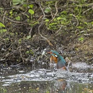 Common Kingfisher (Alcedo atthis) adult male, emerging from water, with Three-spined Stickleback (Gasterosteus aculeatus) prey in beak, Suffolk, England, may