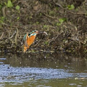 Common Kingfisher (Alcedo atthis) adult male, in flight, emerging from dive with Three-spined Stickleback (Gasterosteus aculeatus) prey in beak, Suffolk, England, may