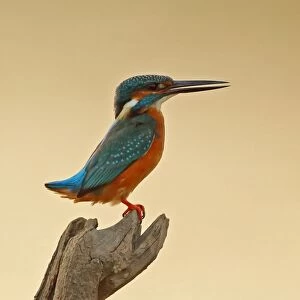 Common Kingfisher (Alcedo atthis bengalensis) adult, with tail raised and beak open, perched on stump, Veal Krous