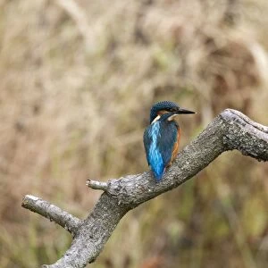 Common Kingfisher showing the iridescent azure coloured back. Juvenile bird with white tip to bill
