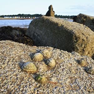 Common Limpet (Patella vulgata) and Acorn Barnacle (Semibalanus balanoides) on exposed rocks at low tide, Bembridge, Isle of Wight, England, june