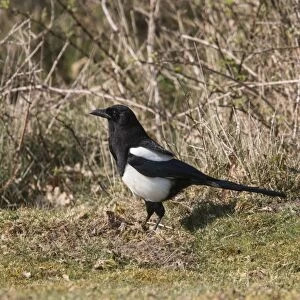 Common Magpie foraging for food