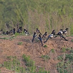 Common Magpie (Pica pica sericea) flock, some with sooty plumage from entering chimneys, standing on bank, Beidaihe, Hebei, China, may