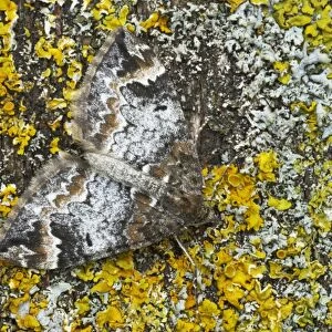 Common Marbled Carpet (Chloroclysta truncata) adult, camouflaged on lichen, Essex, England