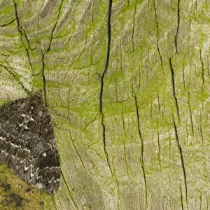 Common Marbled Carpet (Chloroclysta truncata) dark form, adult, Sheffield, South Yorkshire, England, September