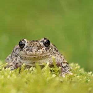 Common Midwife Toad (Alytes obstetricans) introduced species, adult male, sitting on moss, Cambridgeshire, England