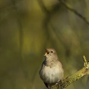 Common Nightingale (Luscinia megarhynchos) adult male, singing, perched on twig in scrub, Lincolnshire, England, April