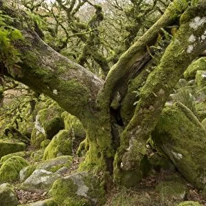 Common Oak (Quercus robur) stunted trees with epiphytic ferns, with moss covered boulders in understory of moorland