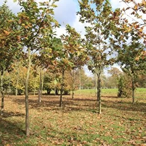 Common Oak (Quercus robur) young trees, growing in new Millenium woodland, planted on former meadowland