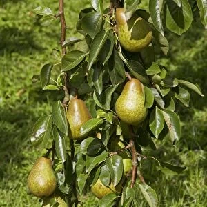 Common Pear fruit