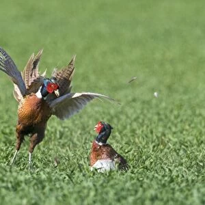 Common Pheasant (Phasianus colchicus) two adult males, fighting in arable field, Norfolk, England, april