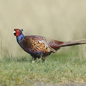 Common Pheasant (Phasianus colchicus) adult male, walking on grass, Texel, West Frisian Islands, Wadden Sea