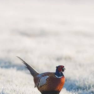Common Pheasant (Phasianus colchicus) adult male, walking on frost covered grass, North Kent Marshes, Isle of Sheppey, Kent, England, march