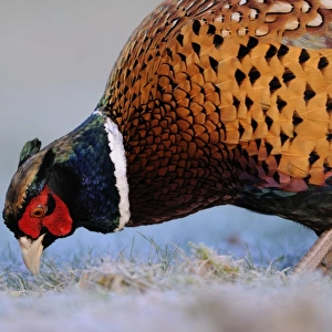 Common Pheasant (Phasianus colchicus) adult male, close-up of head and chest, foraging on frosty ground, Oxfordshire, England, january