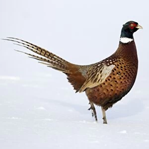 Common Pheasant (Phasianus colchicus) adult male, walking in snow, Midlands, England, december