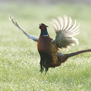 Common Pheasant (Phasianus colchicus) adult male, displaying in dew covered grass, North Kent Marshes, Isle of Sheppey, Kent, England, april