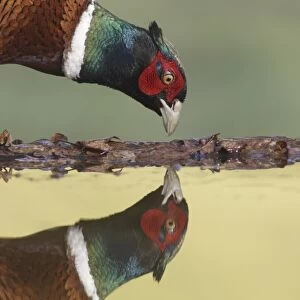 Common Pheasant (Phasianus colchicus) adult male, close-up of head, standing at edge of pool, with reflection
