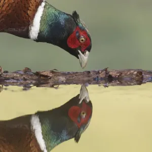 Print of Adult Male Common Pheasant at Pool's Edge Print of Adult Male Common Pheasant at Pool's Edge