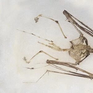 Common Pipistrelle (Pipistrellus pipistrellus) skeleton