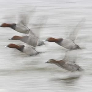Common Pochard (Aythya ferina) adult males and female, in flight, taking off from water, blurred movement, Welney W. W. T. Reserve, Ouse Washes, Norfolk, England, winter