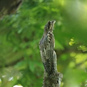 Common Potoo (Nyctibius griseus) adult, roosting on branch during daytime, Trinidad, Trinidad and Tobago, March