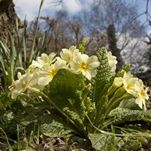 Common Primrose (Primula vulgaris) flowering, England, April