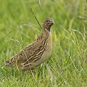 Common Quail (Coturnix coturnix) adult male, standing on set-a-side field in farmland, Warwickshire, England, june