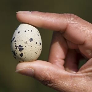 Common Quail (Coturnix coturnix) egg, held in hand, Rufford, Lancashire, England, October