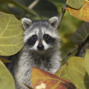 Common Raccoon Print, amongst leaves Common Raccoon Print, amongst leaves